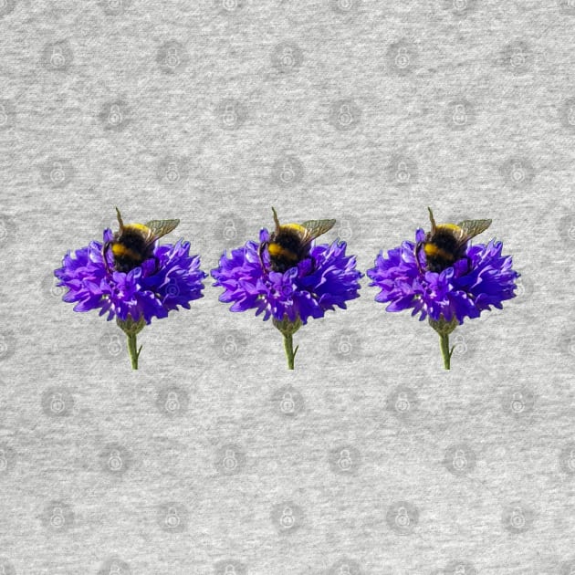 Three Cornflower with Bumblebee Floral Photos by ellenhenryart